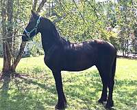 black-friesian-stallion