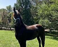 black-fhana-stallion