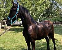 black-stallion-for-sale