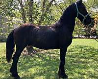 15-hand-friesian-stallion