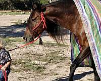 any-terrain-friesian-pony