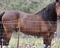 attentive-friesian-pony