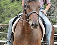 bareback-friesian-pony