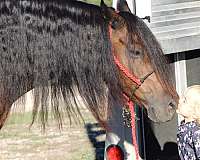 boy-friesian-pony