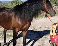 butt-friesian-pony