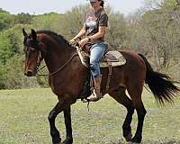 confident-friesian-pony