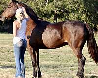 anyone-friesian-pony