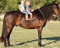 any-terrain-friesian-pony