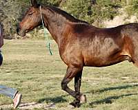 competitive-trail-friesian-pony