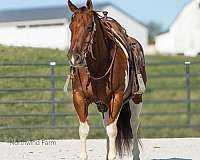 athletic-quarter-horse