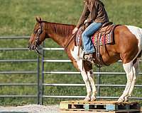 ridden-english-quarter-horse