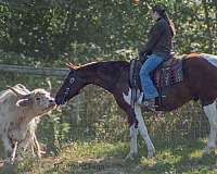 ridden-western-quarter-horse