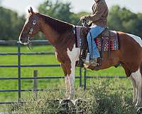 trail-riding-quarter-horse