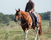 western-riding-quarter-horse