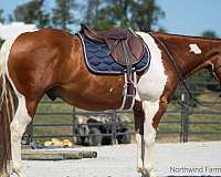 all-around-gelding