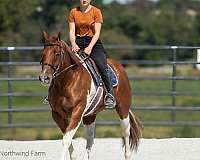 athletic-gelding