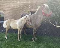 companion-stallion-foal