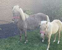 companion-stallion-colt