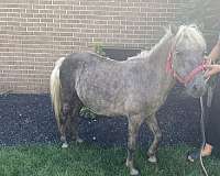 miniature-pony-for-sale