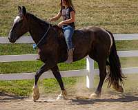 driving-draft-horse