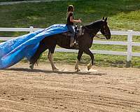 pleasure-driving-draft-horse