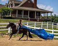 trail-riding-draft-horse