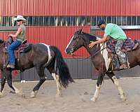 pleasure-driving-horse