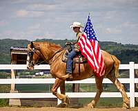 draft-belgian-horse