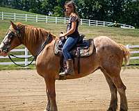 driving-belgian-horse