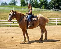 pleasure-driving-belgian-horse