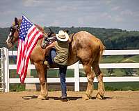 trail-riding-belgian-horse