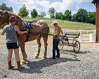 roan-belgian-mare