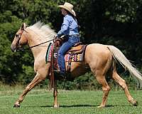 palomino-none-horse