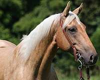 roan-quarter-horse