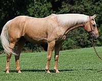 buckskin-quarter-horse