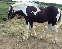 tobiano-colt-weanling-for-sale