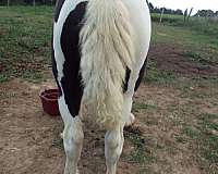 tobiano-colt-weanling