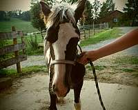 tobiano-bw-horse