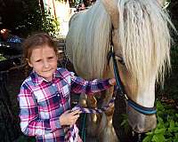 tobiano-gypsy-vanner-filly