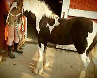 tobiano-gvhs-filly