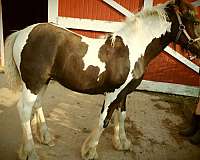 tobiano-gvhs-horse