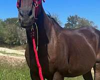 star-snip-on-one-side-of-nose-4-white-socks-horse