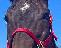 bay-star-snip-on-one-side-of-nose-4-white-socks-horse