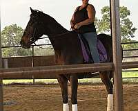 therap-thoroughbred-horse