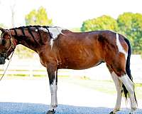 tobiano-see-pics-horse