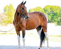 flashy-tennessee-walking-horse