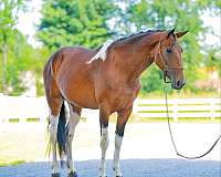 family-tennessee-walking-horse