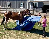 trail-tennessee-walking-horse