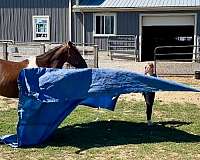 husband-safe-tennessee-walking-horse