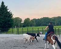 all-around-tennessee-walking-horse